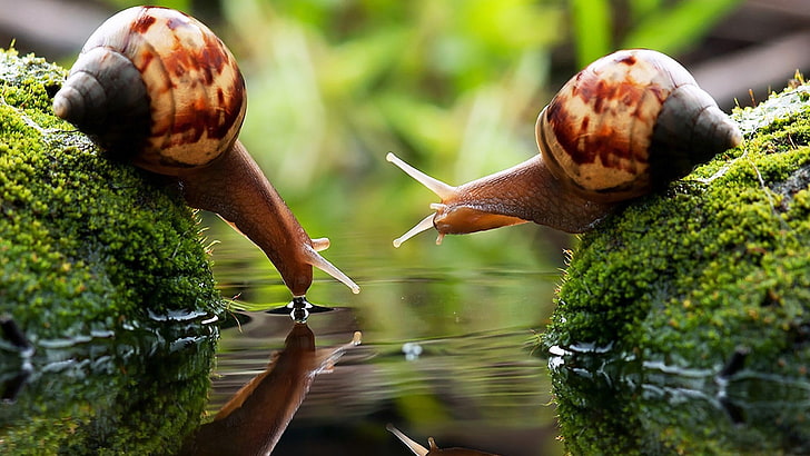 brown snail, two brown snails on algae-covered stones, drink