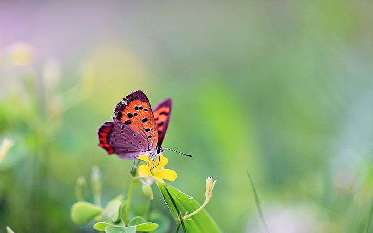 butterfly, insect, flowers, animals