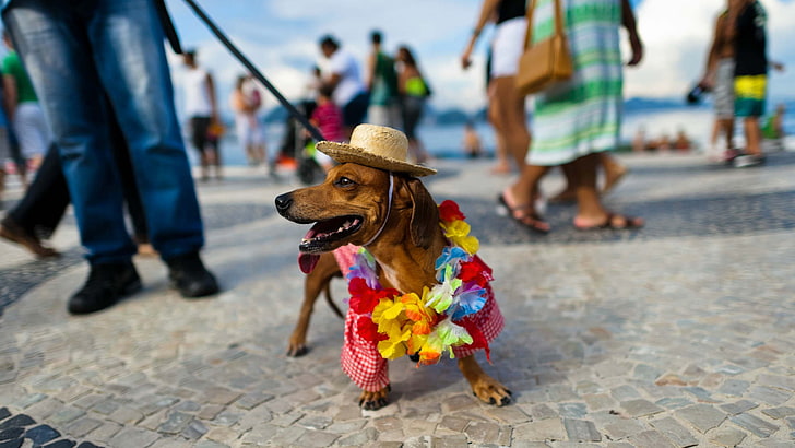 beach, hat, Dachshund, carnival, Brazil, Rio de Janeiro, Copacabana, HD wallpaper