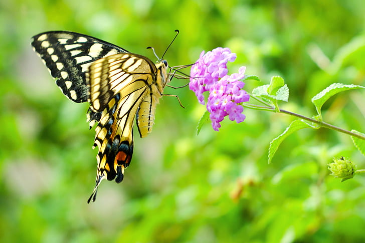 purple lantana flower with brown Tiger Swallowtail butterfly in closeup photo, swallowtail, flower