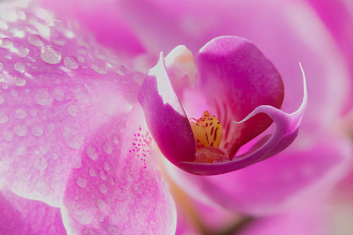 macro shot photography of pink petal flower, Heart, flower  flower, HD wallpaper