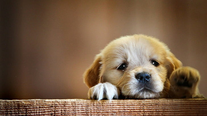 short-coated beige puppy, animals, dog, puppies, domestic, canine