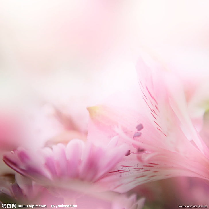 pink petaled flowers, plant, flowering plant, pink color, freshness, HD wallpaper