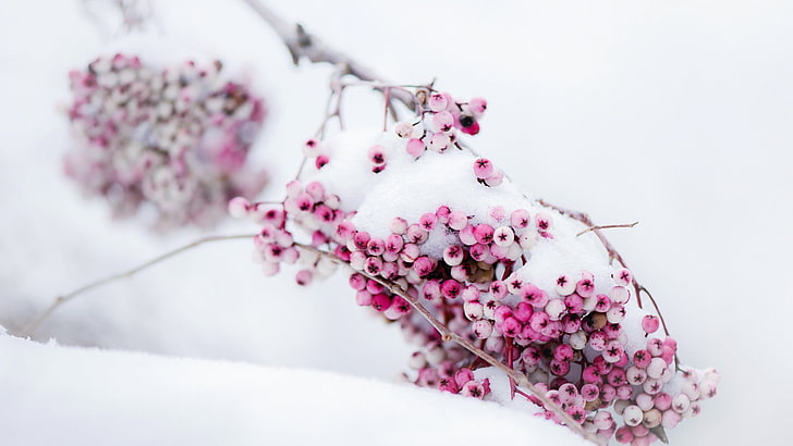 berries, snow, winter, flower, flowering plant, beauty in nature, HD wallpaper