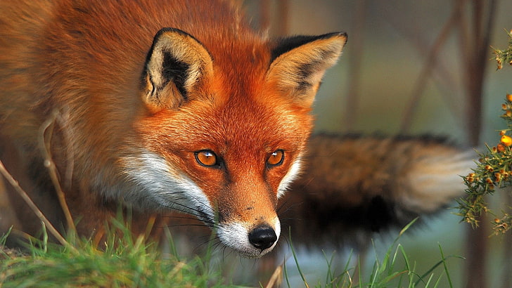 red fox, face, eyes, grass, animal, wildlife, animals In The Wild, HD wallpaper