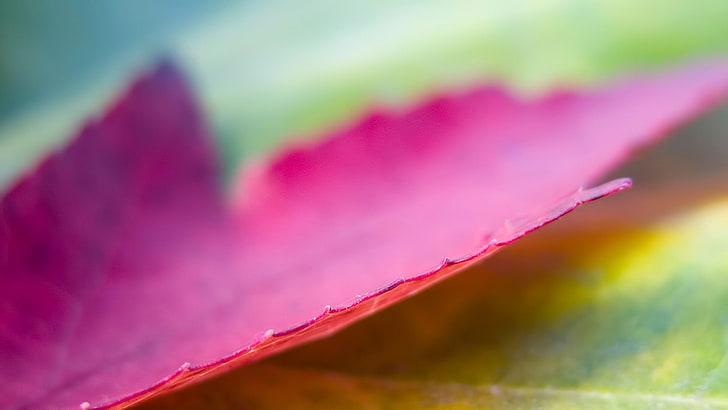 red leaf, leaves, maple leaves, close-up, pink color, beauty in nature