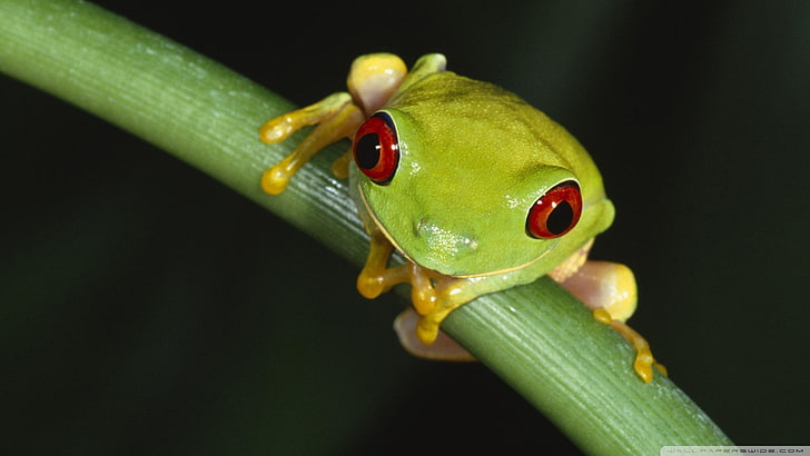 frog, animal themes, one animal, close-up, green color, animal wildlife, HD wallpaper