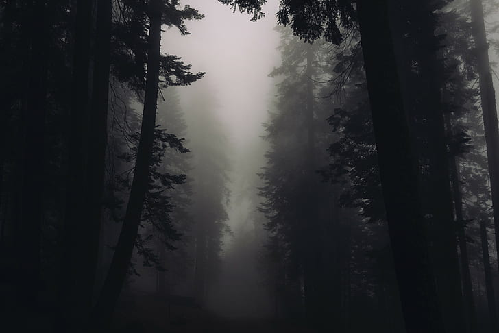 wood, nature, forest, mist, tree, plant, fog, tranquility, beauty in nature