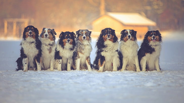 snow, winter, dog, animals