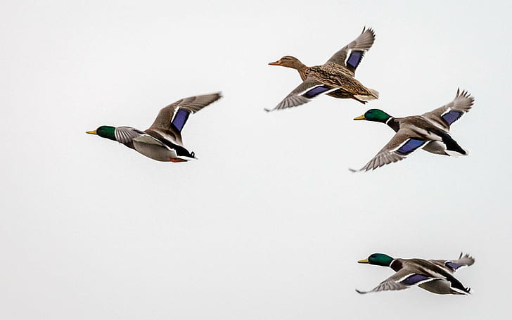 four brown ducks spreading its wings, 5D, Mallard Duck, jpg, Blog, HD wallpaper