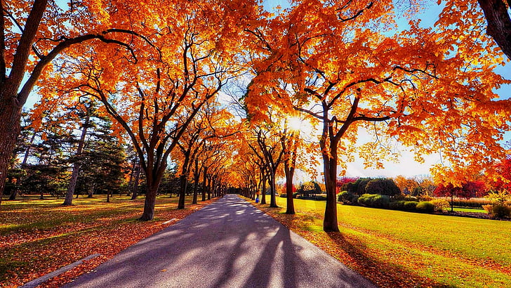 autumn, september, shadow, park, sunny, nature, HD wallpaper