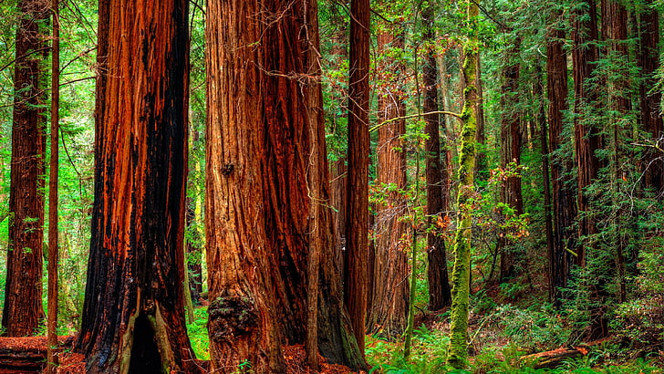 forest, trees, nature, jedediah smith redwoods state park, crescent city, HD wallpaper