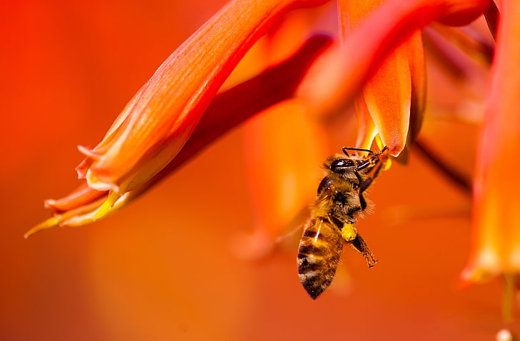 Hard-working HoneyBee, Animals, Insects, Orange, Nature, Flower, HD wallpaper