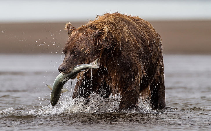 brown grizzly bear, river, fishing, catch, trout, animal, animal themes