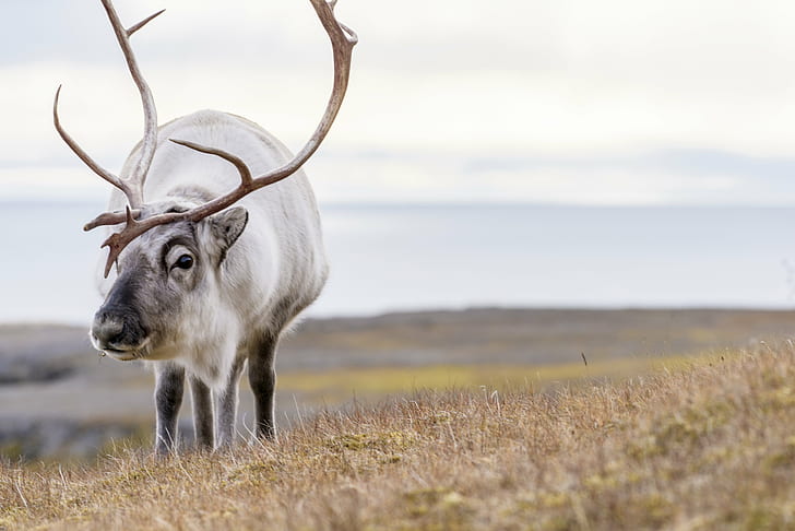 white buck on green grass field, svalbard, svalbard, horned, animal, HD wallpaper