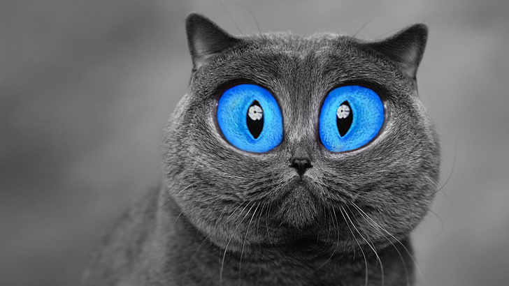 short-haired gray cat, blue eyes, animals, digital art, selective coloring
