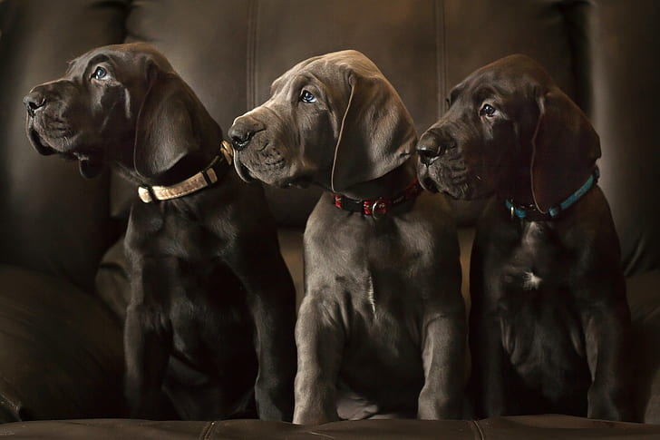 German Mastiff, dogs, three chocolate labrador retriever puppies, HD wallpaper