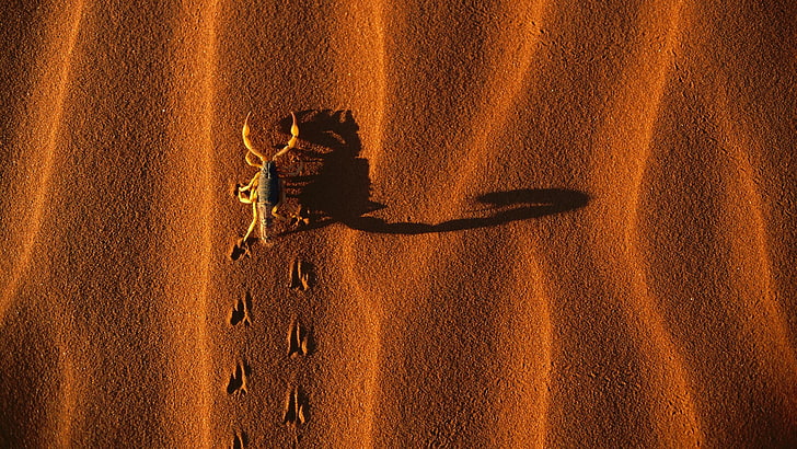 brown scorpion on sand, nature, animals, scorpions, desert, shadow, HD wallpaper