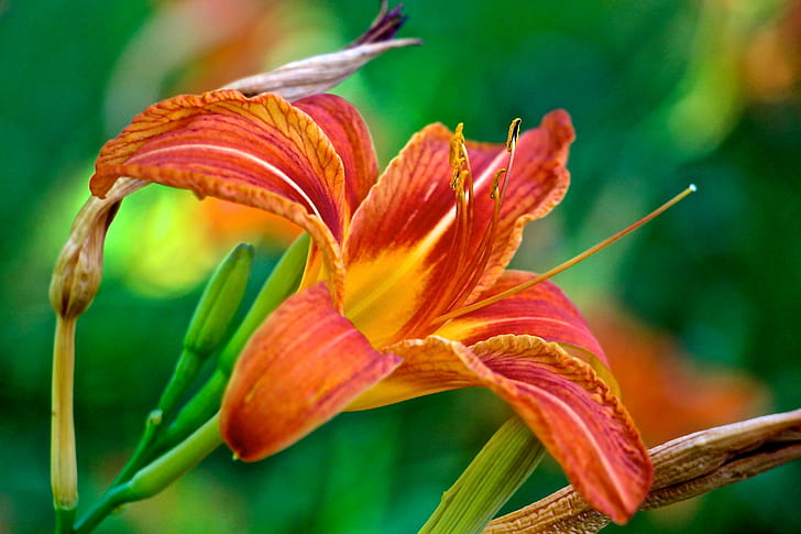 orange and red Daylily in close up photography, Colorful, Flower, HD wallpaper