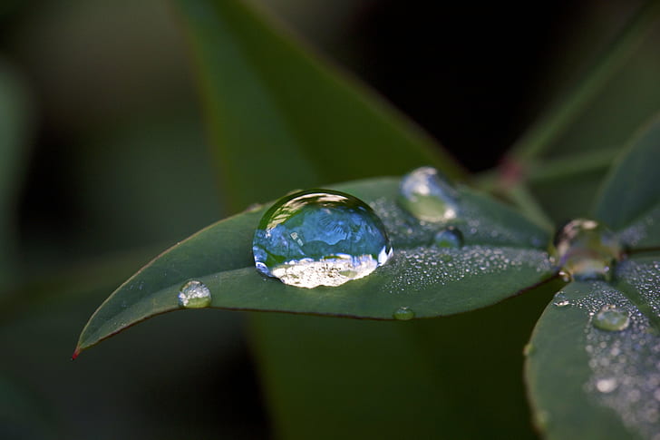 water droplet on green leaves, Morning Dew, TAMRON, SP, Di2, MACRO, HD wallpaper