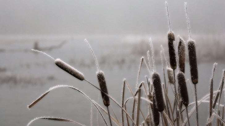 Frost Ice Cattail HD, brown flower buds, nature, HD wallpaper