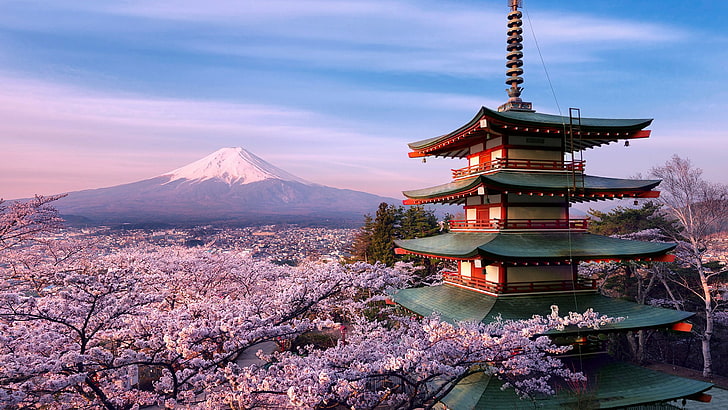 cherry blossom, volcano, mountain, fuji, mount fuji, spring