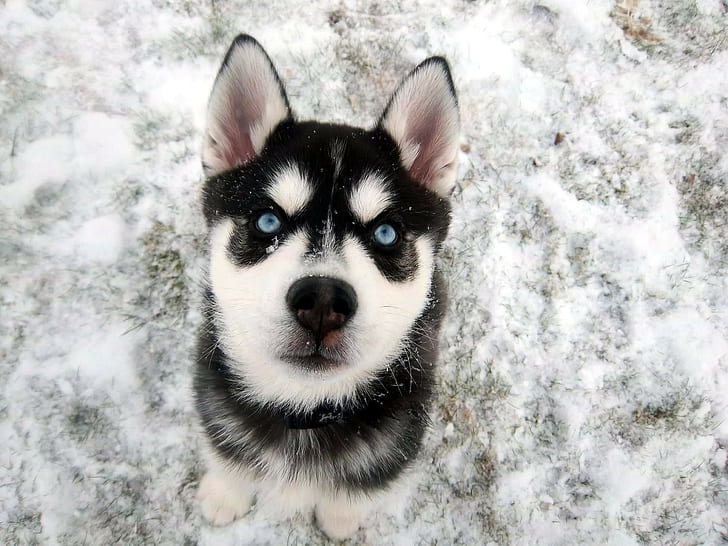 Siberian Husky, blue eyes, snow, animals, dog