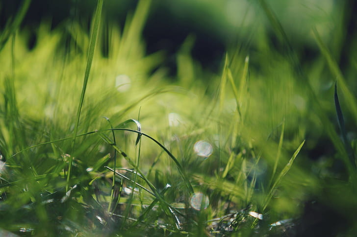 grass, plants, growth, green color, selective focus, nature, HD wallpaper