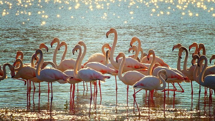 flock of pink flamingos on body of water at daytime, flamingos