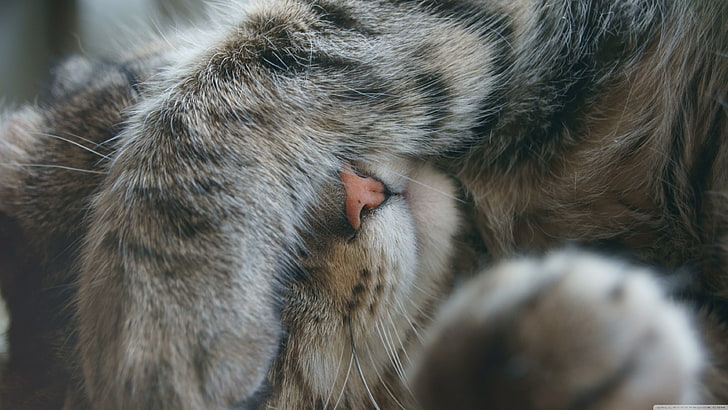 brown tabby cat, sleeping, hiding, paws, domestic cat, feline