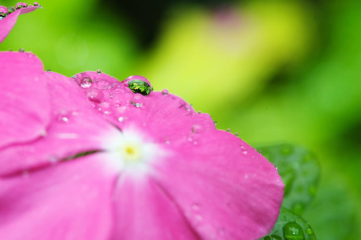 close up photo of pink flower, drops, Canon EF, f/2.8, Macro, HD wallpaper