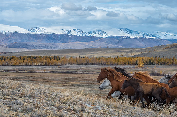 the steppe, horses, running, The Altai Mountains, Altay, Kurai steppe, HD wallpaper