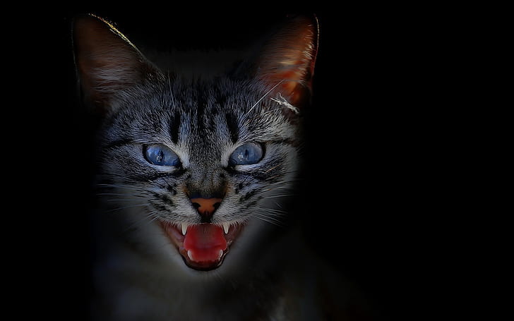 cat, animals, dark, simple background, black background, blue eyes