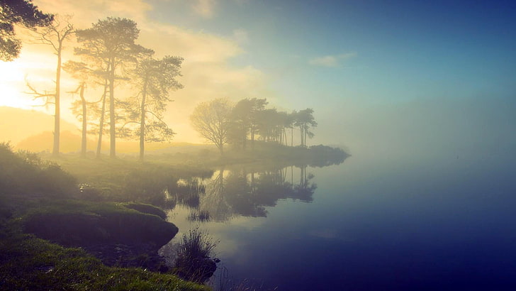 green trees, water, nature, mist, lake, plant, tranquil scene