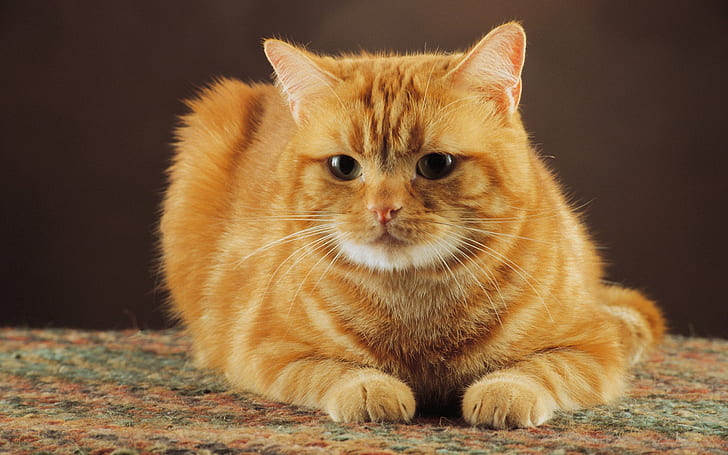 orange colour cat