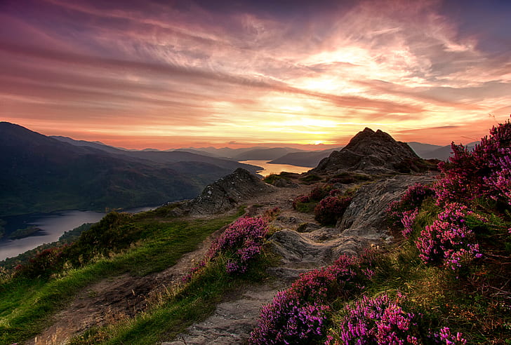 landscape photo of flowery mountain, highland, highland, Heather