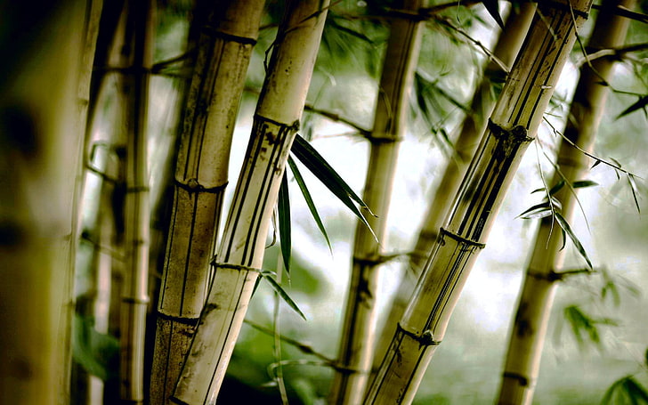 brown bamboo, nature, plants, leaves, trees, bamboo - plant, no people
