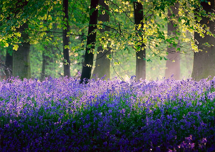 England in May, lavender field, Nature, wood, trees, lights, flowers, HD wallpaper
