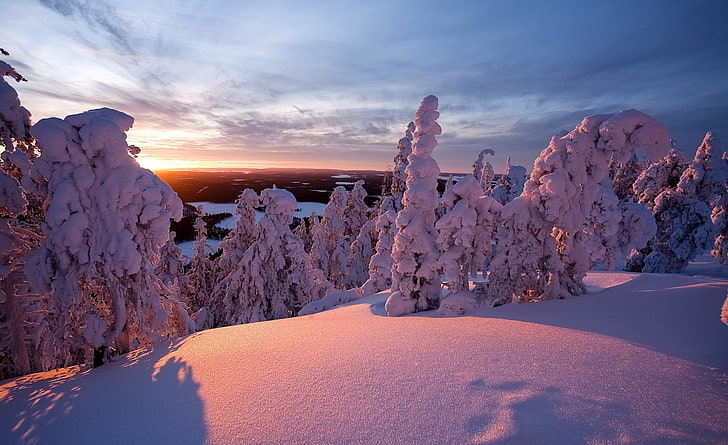 Winter, Lapland, Finland, pine tree, Seasons, Europe/Finland, HD wallpaper