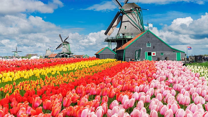 tulips, farm, flowers, colorful, blue, sky, Netherlands, windmill, HD wallpaper
