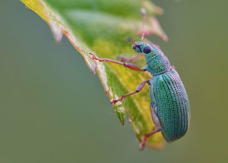 green and pink beetle on green and yellow leaf, Mr, Unknown, europe, HD wallpaper