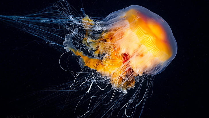 jellyfish, cnidaria, invertebrate, marine invertebrates, marine biology