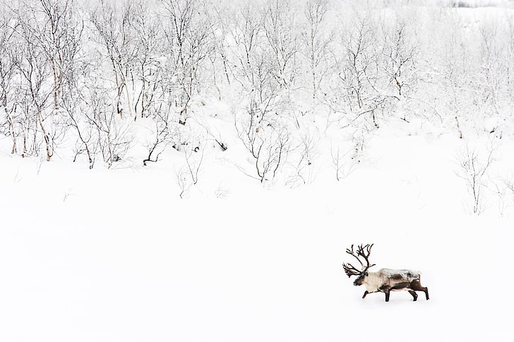 elk, winter, snow, cold temperature, animal, mammal, animal themes, HD wallpaper