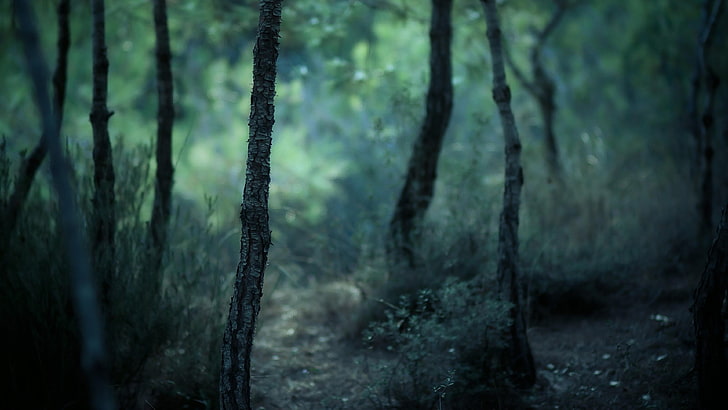 forest, darkness, blurry, tree, plant, land, tree trunk, no people, HD wallpaper