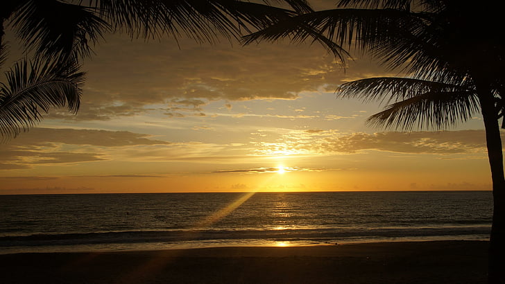 dominican republic, sunrise, palm tree, palms, summer, exotic, HD wallpaper