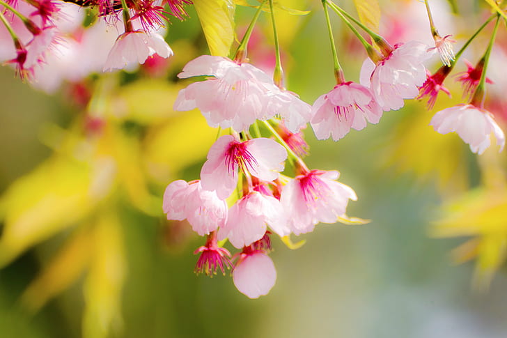 macro photography of pink flowers, Cherry Blossoms, Japan, Kanagawa, HD wallpaper