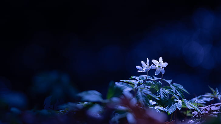 leaves, light, flowers, blue, the dark background, glade, spring, HD wallpaper