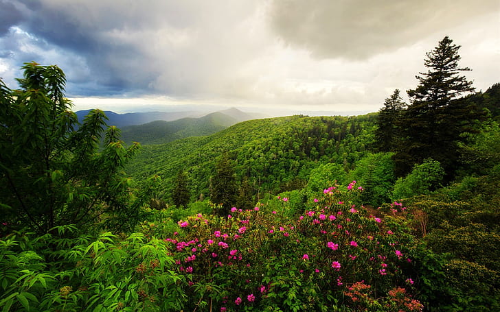 Mountains, trees, flowers, morning, clouds, nature landscape