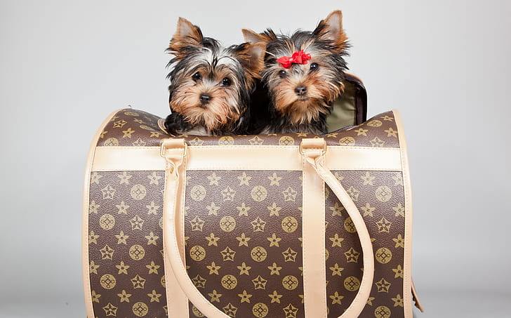 puppies, bag, bow, Terriers, Louis Vuitton, HD wallpaper