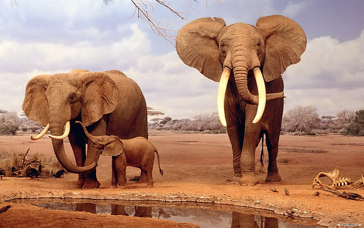 Animales, elefantes, Manada, elephant, mammal, animal themes, HD wallpaper